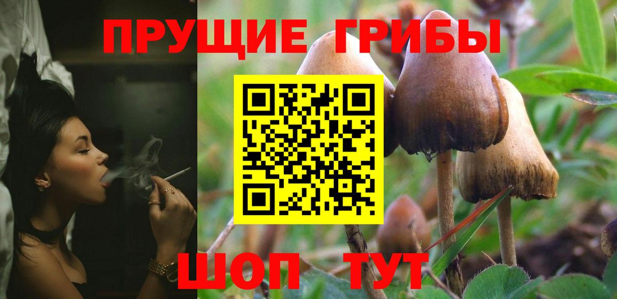 Горячий Ключ  Галлюциногенные грибы Cubensis  Вход с VPN 